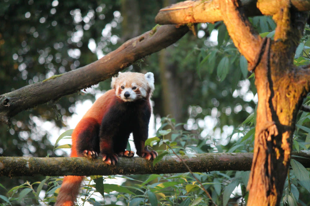 Padmaja Naidu Zoological Park