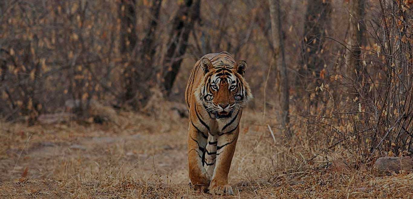 TIGER TOUR OF RAJASTHAN