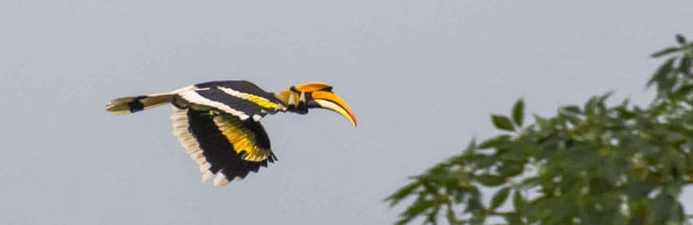 Witness Migratory Birds with Best Dooars Tour From Kolkata