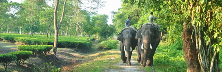 Enjoy Adventurous Jungle Safari with Best Dooars Tour From Kolkata